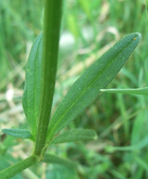 Ranunculus sardous / Ranuncolo sardo